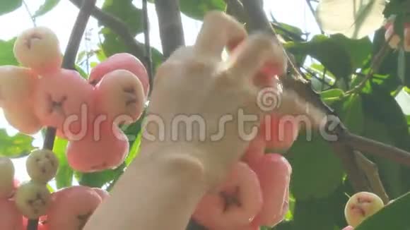 花园里的李子树视频的预览图
