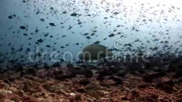 马尔代夫海底的鱼和拿破仑濑水学派视频的预览图