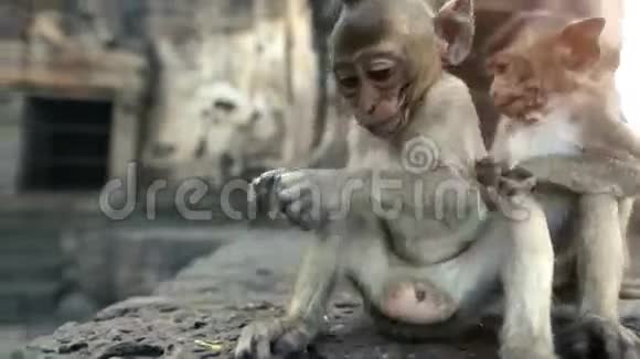 泰国洛布里自由猴子之城视频的预览图