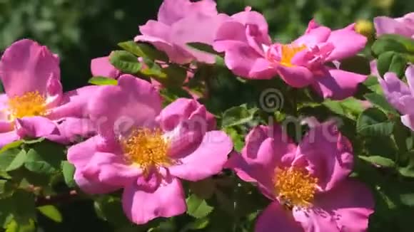 红玫瑰花园绽放视频的预览图