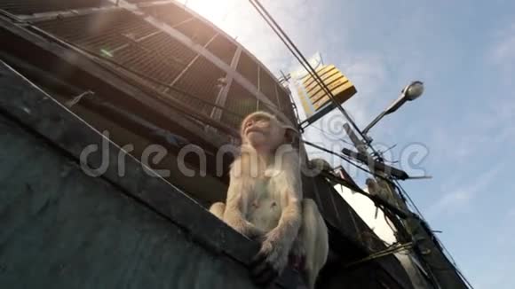 泰国洛布里自由猴子之城视频的预览图