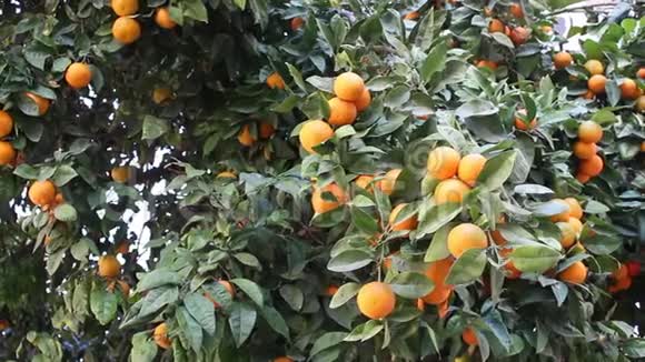 橙色水果视频的预览图