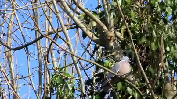 四月木鸽坐在树枝上视频的预览图