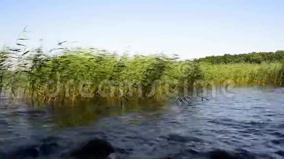 夏日阳光明媚的湖面上的大自然视频的预览图
