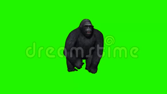 大猩猩跑绿色屏幕视频的预览图