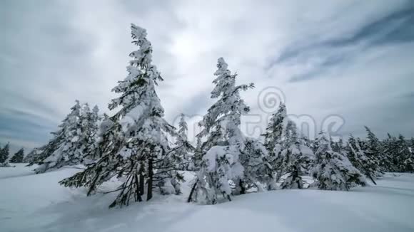 冬天的森林里有雪树视频的预览图