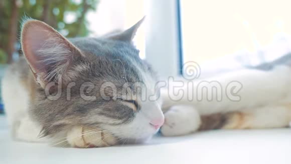 猫在窗台上睡觉慢动作视频有趣的视频猫猫在睡觉可爱的生活方式宠物视频的预览图
