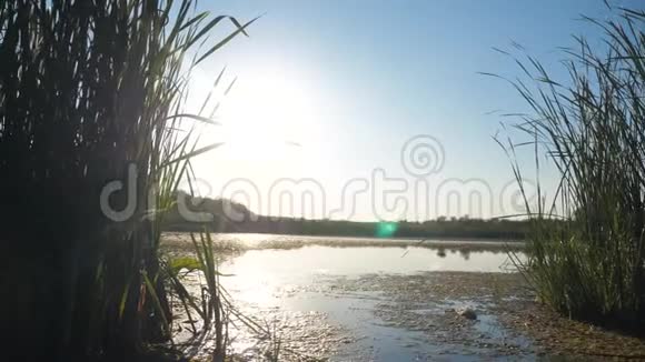 池塘有芦苇自然野日落景观阳光有芦苇的湖泊自然生活方式俄罗斯湖面日落视频的预览图