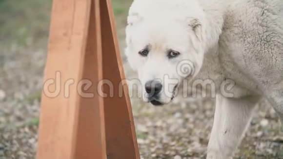 犬种阿拉拜白视频的预览图