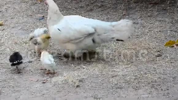 母鸡和小鸡视频的预览图