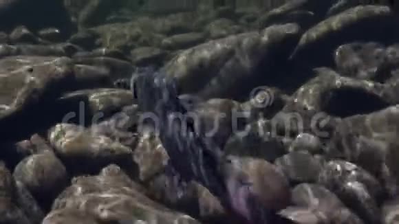 在坦尼克山河钓的灰鱼视频的预览图