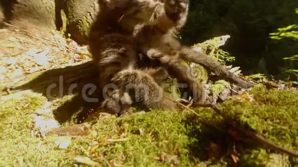 灰雾森林野生小猫在明亮的阳光下被洗在树下休息野生小猫在火焰的舌头后面视频的预览图