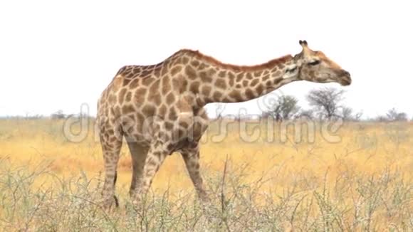 在Etosha放牧的骆驼视频的预览图