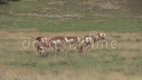 草原上的红角羚羊草视频的预览图