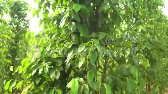 黑胡椒的种植园黑胡椒长在地上亚洲黑胡椒的种植园更多的种植园视频的预览图