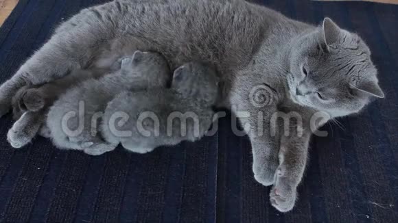 穿蓝色地毯的小猫和妈妈视频的预览图