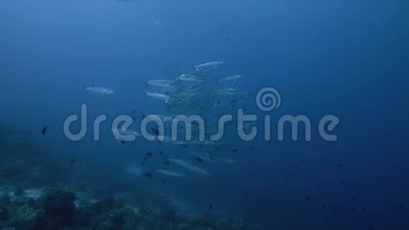 菲律宾珊瑚礁上的黑鳍Barracudas4k视频的预览图