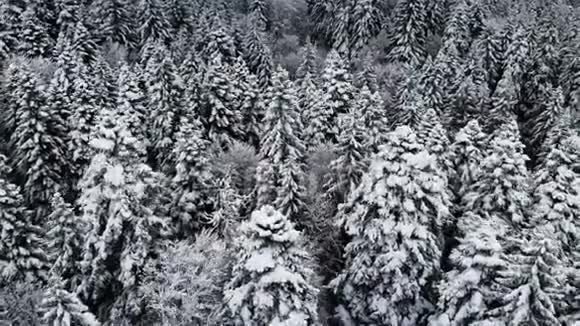 冬季阴天森林的鸟瞰图美丽的冬天自然的云杉和松在雪从空中飞过视频的预览图