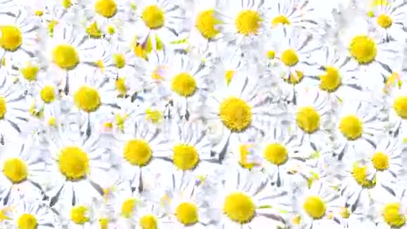 白色的花背景视频的预览图