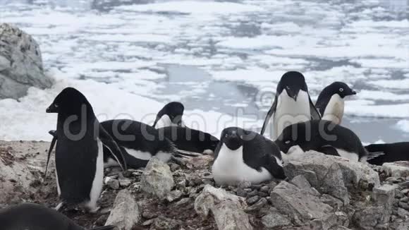 阿黛丽企鹅巢穴视频的预览图