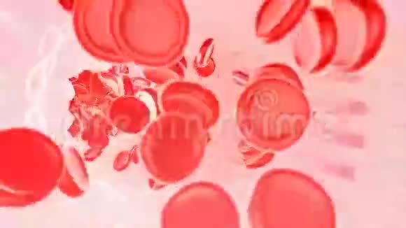 穿过静脉的血细胞视频的预览图