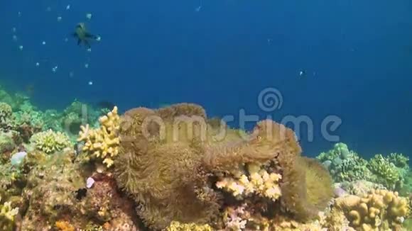 海葵中的假小丑鱼视频的预览图