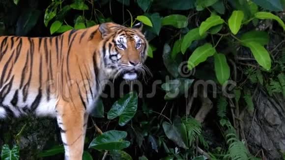 丛林中的老虎高开放动物园泰国视频的预览图