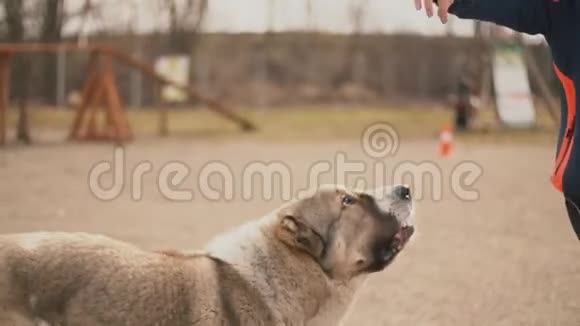 年轻的狗种阿拉拜视频的预览图