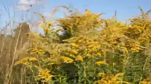 黄色的植物视频的预览图