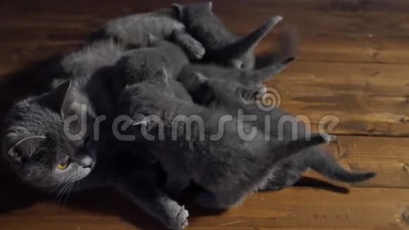 猫在喂她的婴儿视频的预览图