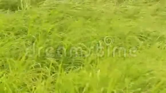 风中绿草如茵视频的预览图