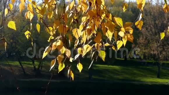 秋天的黄叶视频的预览图