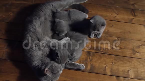 猫在喂她的婴儿视频的预览图