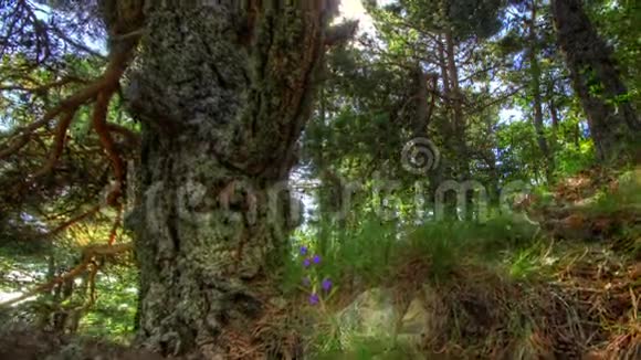 黎明时分的森林HDR时移镜头机动滑块视频的预览图