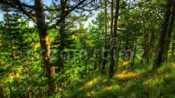 黎明时分的森林HDR时移镜头机动滑块视频的预览图