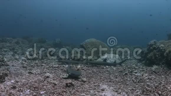 4k珊瑚礁上的白尖礁鲨鱼视频的预览图