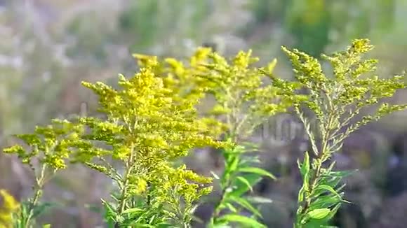 田野上美丽的黄色野花视频的预览图
