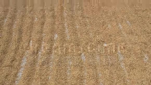 水稻收获后晾晒视频的预览图