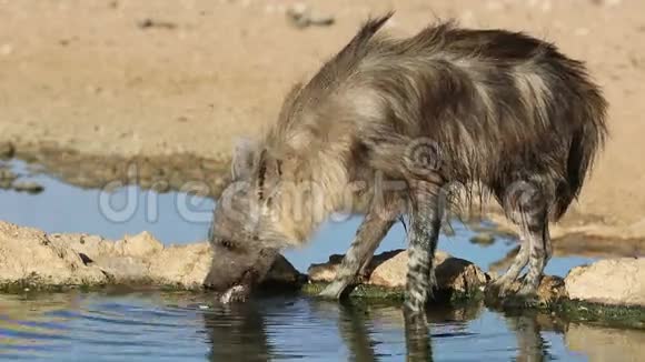 棕色鬣狗饮用水视频的预览图