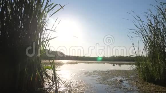 池塘有芦苇自然野日落景观阳光有芦苇的湖是俄罗斯的自然生活方式湖面日落视频的预览图