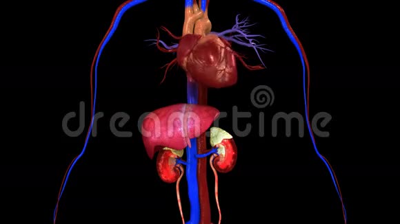 有血管肝泌尿系统的人心视频的预览图