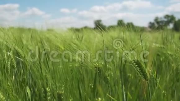 田间幼嫩的绿色小麦和穗视频的预览图