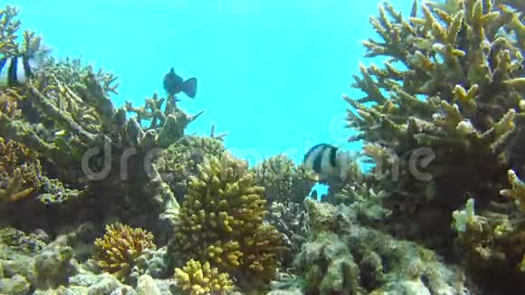 海底热带海洋景观视频的预览图