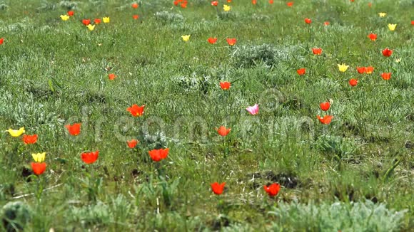 五颜六色的郁金香在沙漠中盛开视频的预览图