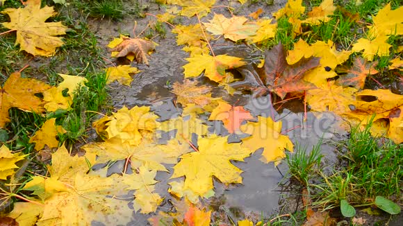 秋天黄色的枫叶躺在水坑里视频的预览图