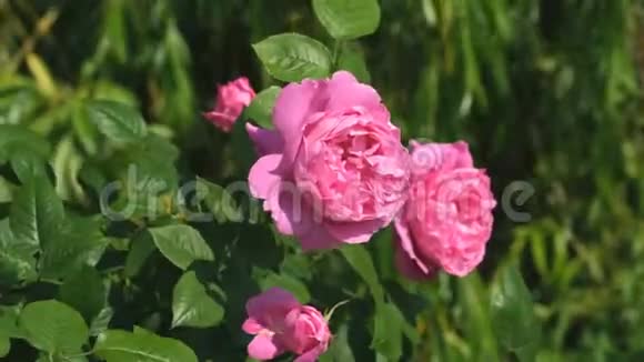 红玫瑰花园绽放视频的预览图