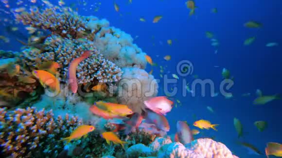 热带五颜六色的水下海景视频的预览图