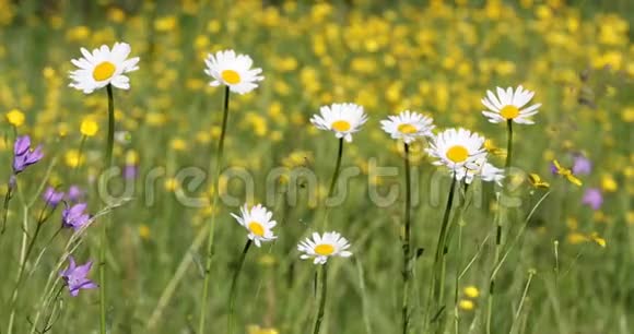 白色雏菊草地上的玛格丽特花视频的预览图