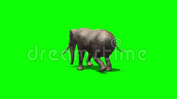 大象在绿色的屏幕前漫步视频的预览图