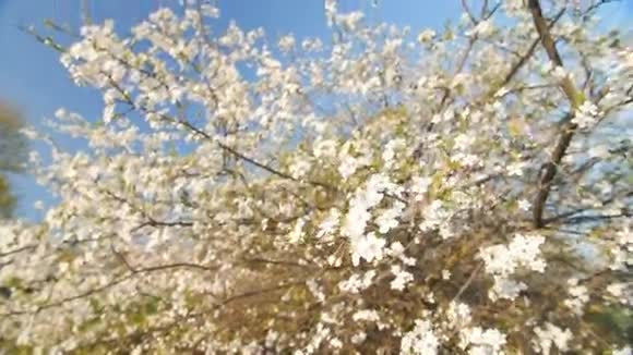 一棵盛开的梅树的枝条开着美丽的白花慢动作视频的预览图